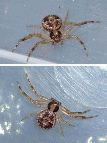 Philodamia sp.